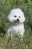 BICHON FRISE 035